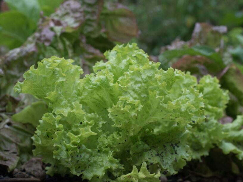 Titelbild: Salat im Gemüsebeet