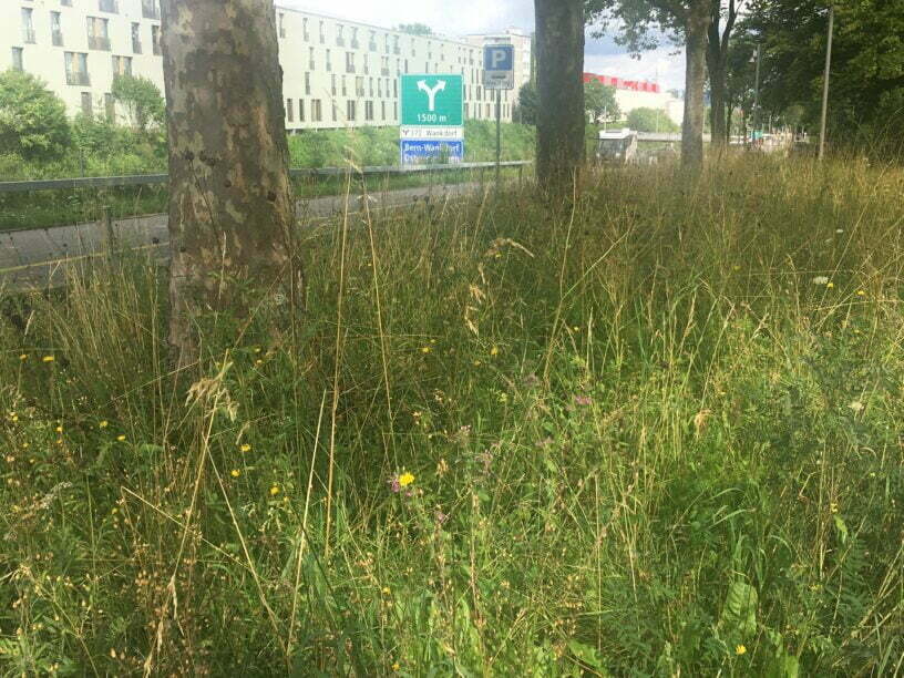 Wiese-Terrain-Vague-Paul-Klee-Schlosshaldenfriedhof